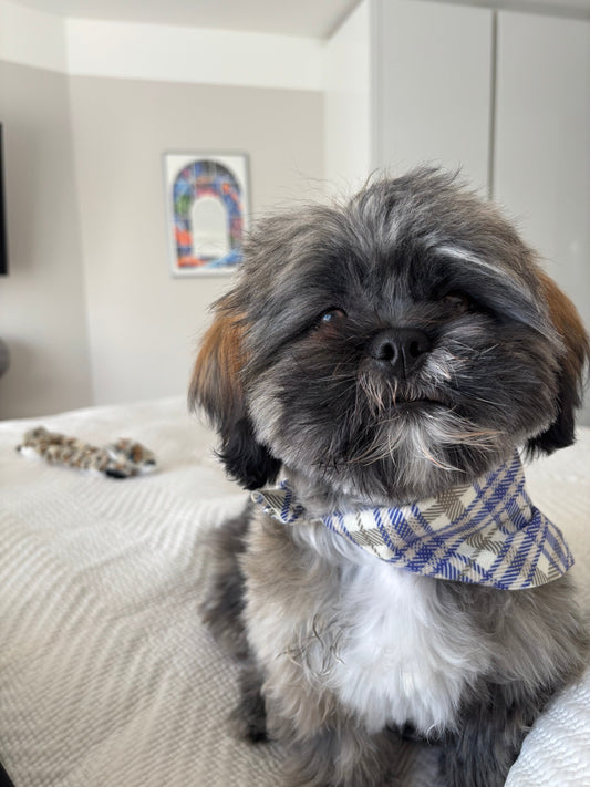 Patience, Practice, and Praise: Training Tips for your Pet!
