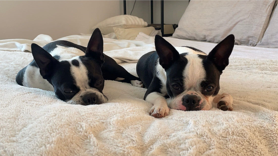 What To Expect When You're Expecting... A Puppy