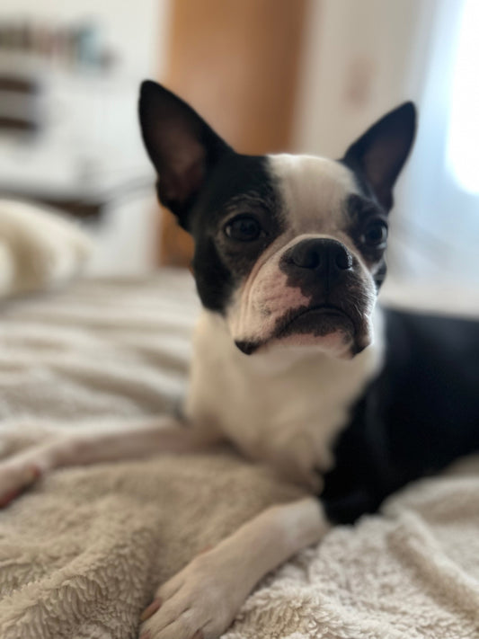 Your Pet Grooming Guide!